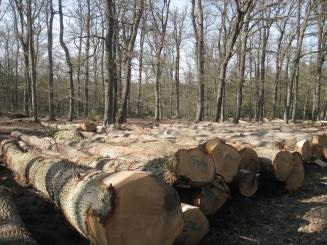 Un parquet français sur mesure livré à domicile